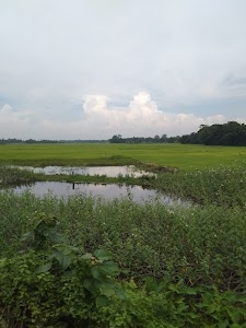Dhalaibil