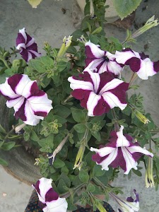 Damodar