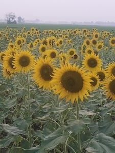 Ranibazar