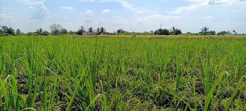 Salshinge