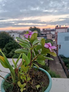 Behror