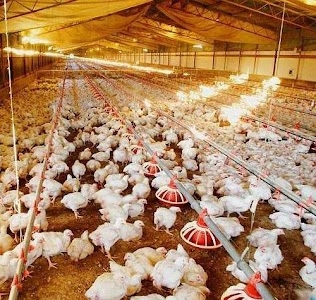 De High-tech poultry farm