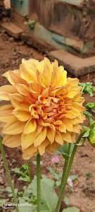 Balia