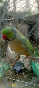 MAHESWAR BIRDS SHOP