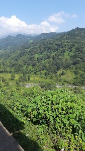 Darjiling Hilldoars Tea Garden