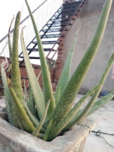 Atali