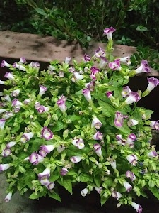 Parmadan