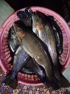 Magray Trout Fish FARM
