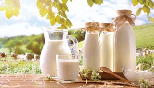 Kajal Milk Dairy