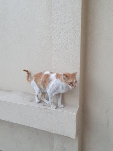 Tohana city animal shelter