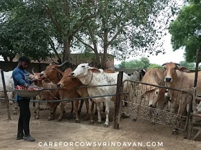 Care For Cows Vrindavan