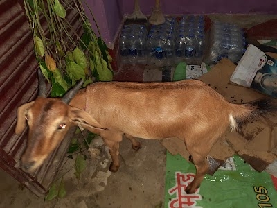 Animal Market Dummar