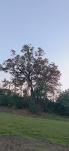 Bhinar