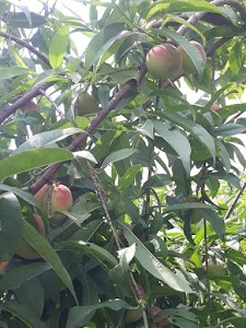 Hasanpur Razapur