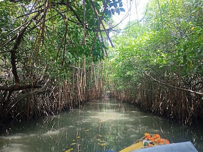Mangrove Forest