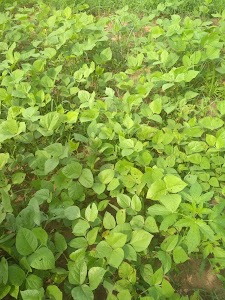 Bhagu