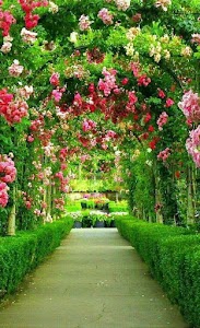 Royal Garden