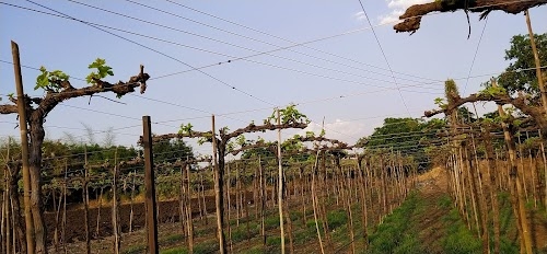 यल्लाम्मा मंदीर
