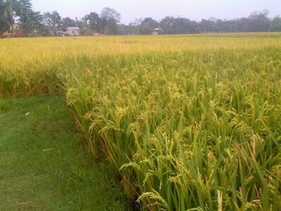 SUKCHAR PHC