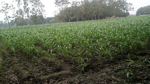 Parwaha