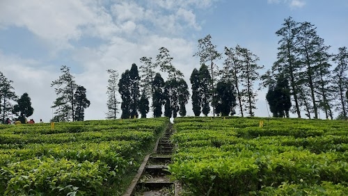 Tea Garden