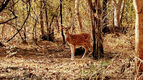 Book Gir Safari