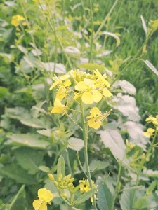 Bania Khera