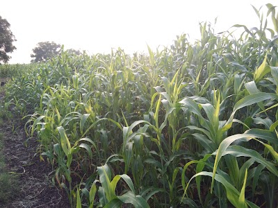 Pategaon