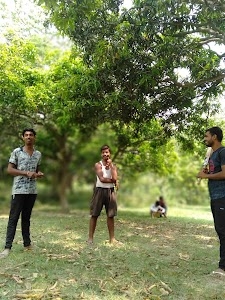 Cricket