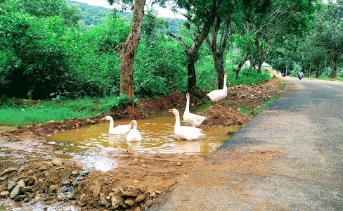 Pradhanpat Road