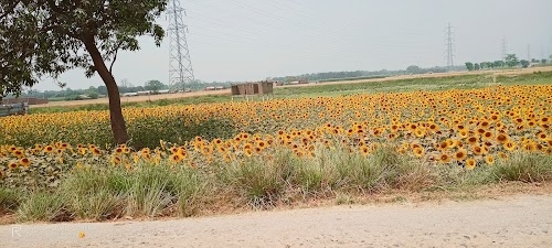 Bus Stand Road