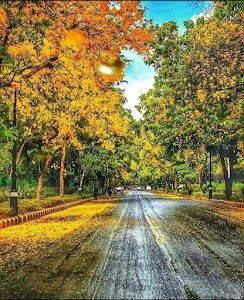 Amrita Shergill Marg