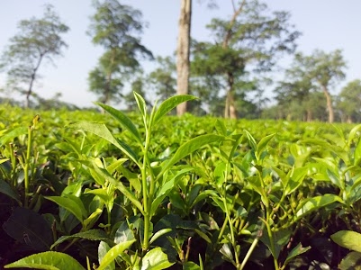 Tea Estate Road
