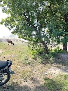 Bathinda Road
