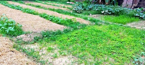 Payagpur Road