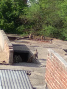 Chomu Bypass Road