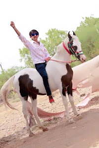 Horse Breeding Farm Road