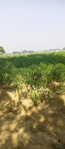 Badaun Road