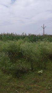 Bansur - Narayanpur Road