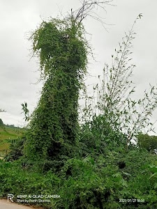 Achhalda - Bidhuna Road