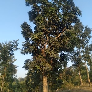 Khunti - Chaibasa Road