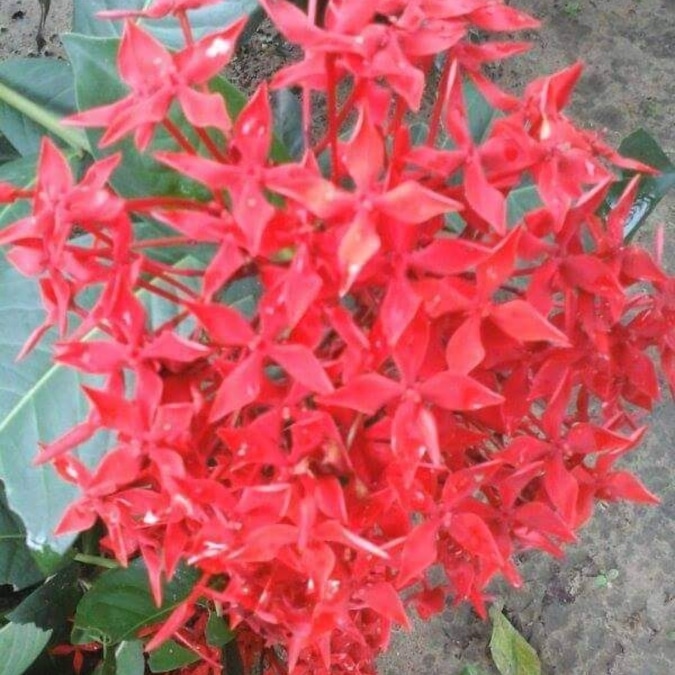 Keya S Roy Keya S Roy