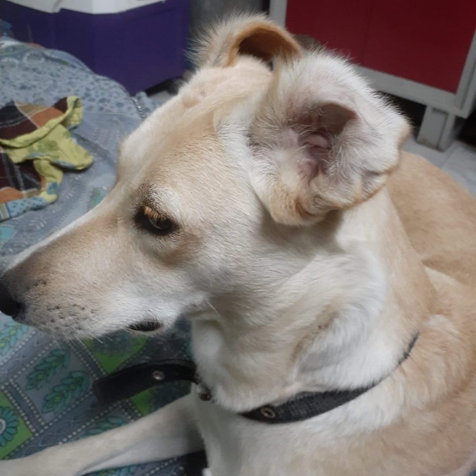 Literature Buddy Off Literature Buddy Off