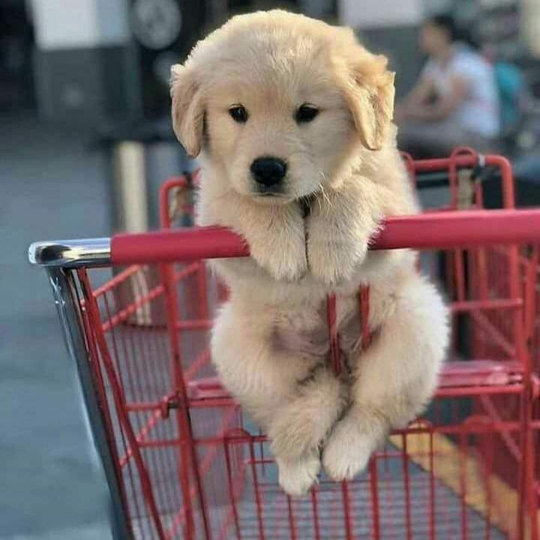 Dhillon Boy Dhillon Boy