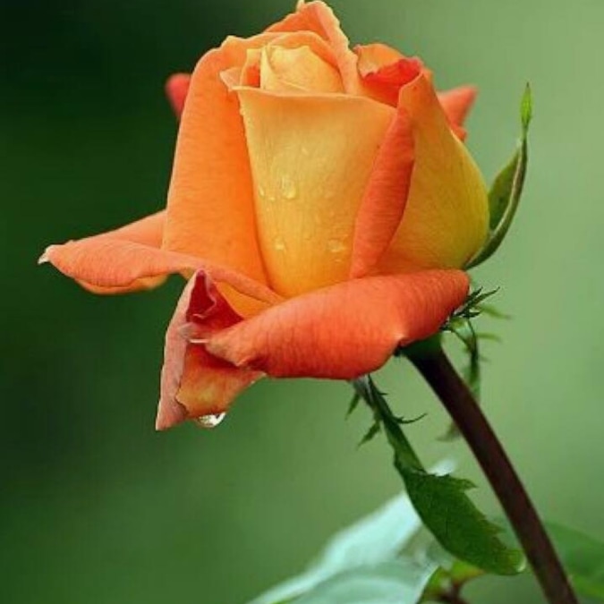 Dr Agriculture Dr Agriculture